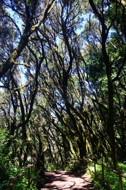 戈梅拉,地形,极端地形,绿色,自然美,宁静,自然,风景,图像,垂直画幅