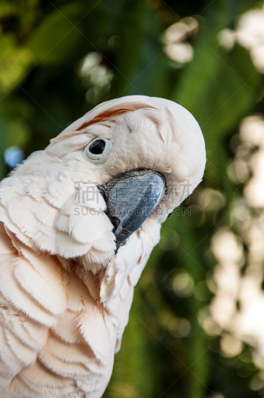 玫瑰,鹦鹉洲,鹦鹉蛇,parrot's beak海里康属植物,王鹦鹉,亚马逊鹦鹉,折衷鹦鹉,垂直画幅,无人,鹦鹉