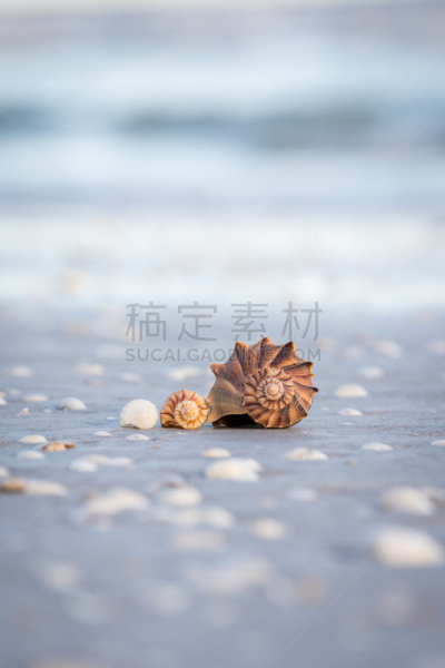 贝壳,三只动物,自然,垂直画幅,水,鹦鹉螺,美国,海螺,无人,夏天