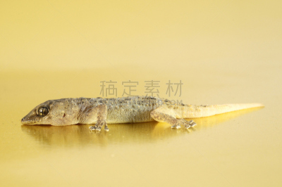 壁虎,灰色,褐色,野生动物,水平画幅,特写,充满的,红色,反射,上升