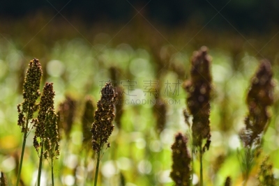 高粱,田地,选择对焦,美国,水平画幅,捕猎行为,绿色,无人,草,特写
