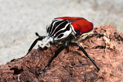 goliath beetle,巨大的,自然,野生动物,水平画幅,生物,坦桑尼亚,动物身体部位,野外动物,特写