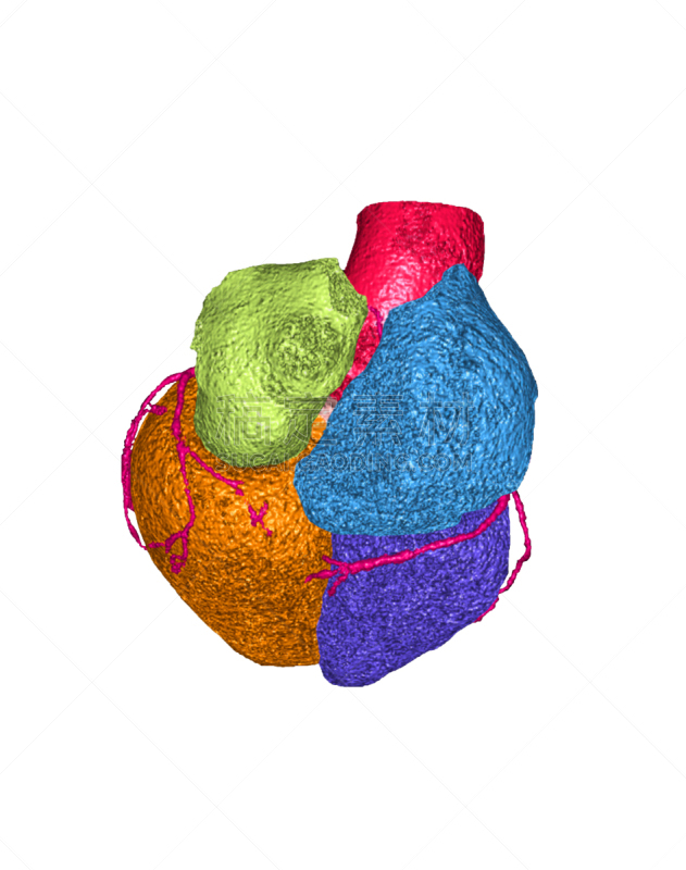 冠状动脉,三维图形,图像,分离着色,背面视角,背景分离,白色背景,血流动,人类心脏