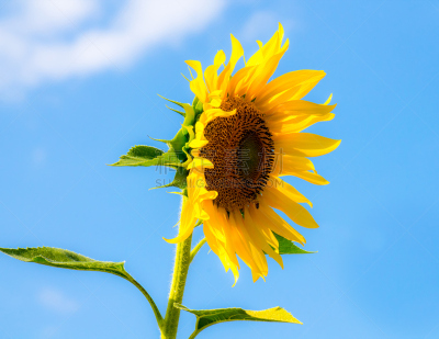 向日葵,田地,夏天,仅一朵花,common sunflower,植物学,花头,菜园,非都市风光