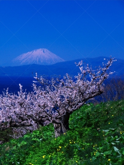 洞爷湖,北海道,富士山,非凡的,风景,欲望,有珠山,梅子,羊蹄山,梅花