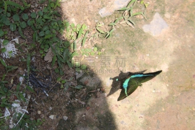 鲜绿色,凤尾蝶,陆地,特写,荧光色,热带气候,野生动物,鳞翅类,翅膀,色彩鲜艳