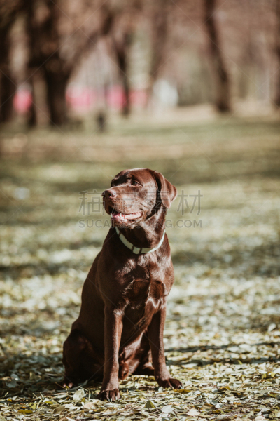 赭色拉布拉多猎犬,自然美,可爱的,梗犬,运动,肖像,牧羊犬,狗,哺乳纲,草