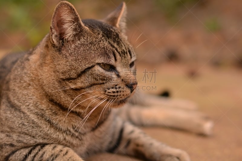 解决问题,赛尔瓦,热带雨林,家畜,水平画幅,猫,无人,动物,猫科动物,宏伟