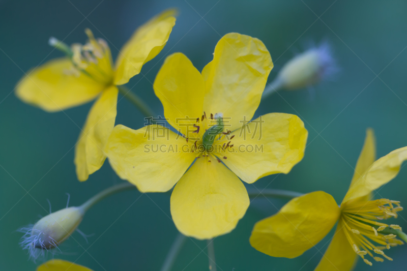 大特写,鲜花盛开,春天,黄色,水平画幅,无人,夏天,户外,特写,花蕾