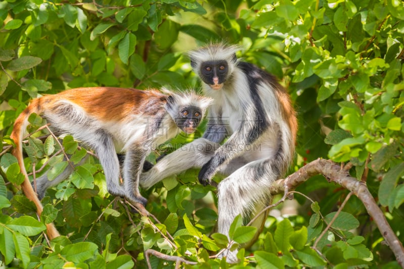 红色,猴子,乔扎尼森林,kirk's red colobus,桑吉巴尔,幼兽,自然,野生动物,水平画幅,无人