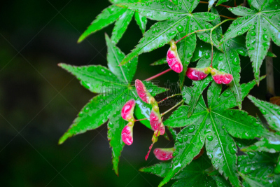 红花槭,水果,枫树的翅果,雨,雨滴,枫树,图像,水平画幅,翅膀,动物身体部位