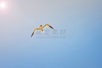 喙,鱼类,海鸥,捕捞鱼,天空,风,水平画幅,鸟类,动物身体部位,野外动物