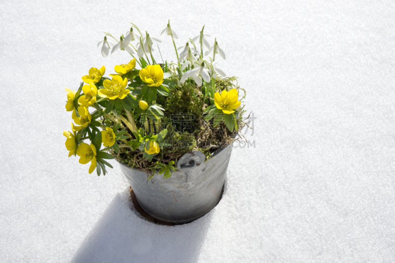 冬乌头,雪花莲,春天,乌头属植物,琉璃苣,饰品花,锌,水平画幅,雪,无人