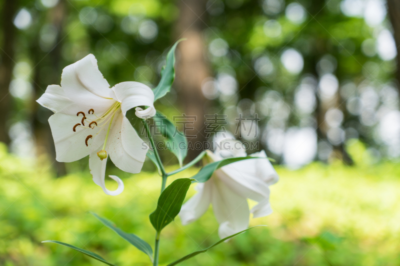 百合花,田地,山,自然,水平画幅,无人,日本,户外,新泻县,前景聚焦