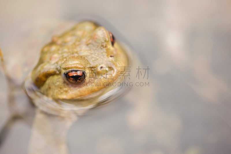 蟾蜍,癞蛤蟆,水,褐色,水平画幅,无人,动物学,湿,动物习性,野外动物