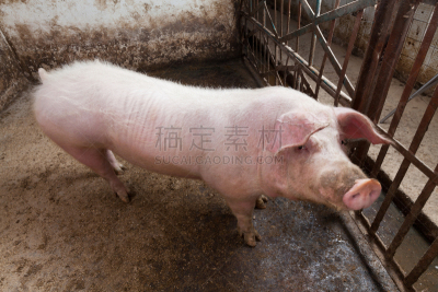 公猪,幼小动物,兰德瑞斯猪,后腿站立,猪舍,猪,家猪,水平画幅,谷仓,家畜