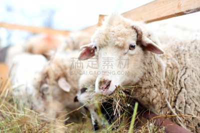 草,农场,绵羊,干草,停泊的,旷野,摩尔人风格,动物嘴,动物身体部位,野外动物