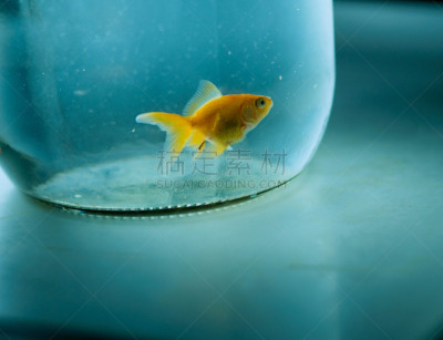 金鱼,鱼食,超小号,鱼缸,人工饲养动物,水族馆,水,留白,水平画幅,水的各种形态