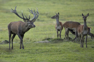 马鹿,平原,捷克,欧洲,枝繁叶茂,林区,雪,驼鹿,动物身体部位,夏天