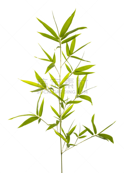 竹子叶,背景分离,白色,分离着色,垂直画幅,禅宗,留白,新的,枝繁叶茂,无人