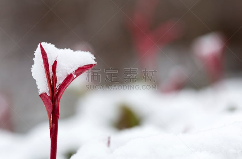 红色,雪,树篱,知更鸟,奥伯龙,季节,冬天,白色,早晨,新生活