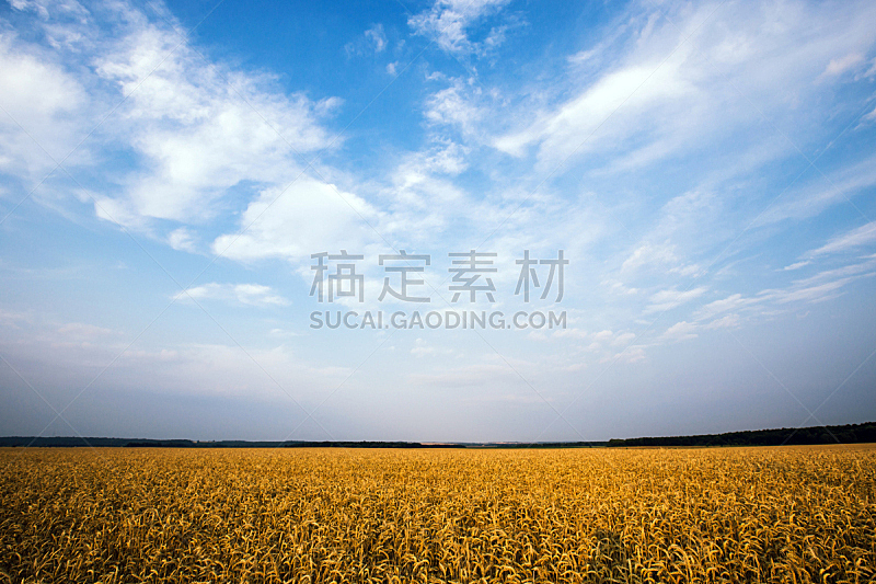 天空,田地,蓝色,小麦,黄金,水平画幅,无人,夏天,云景,面包