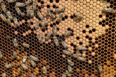 蜜蜂,收容所,克罗尼亚省,嗡嗡响的,昆虫群,蜂蜡,beekeeper,果冻,养蜂,蜂箱