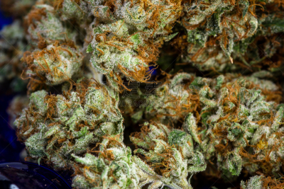 花蕾,白色,绿色,纹理,自然界的状态,力量,待遇,健康保健,替代医药