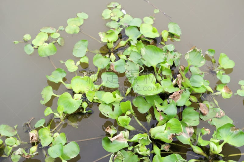 凤眼莲,自然,水,水平画幅,绿色,无人,户外,湖,植物,池塘