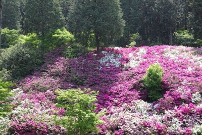 杜鹃花,杜鹃花属,京都府,水平画幅,绿色,无人,日本,夏天,春天,植物