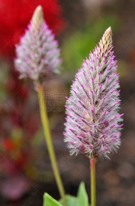 欧洲赤松,垂直画幅,毛拉花,彩色图片,无人,多年生植物,大特写,花,摄影