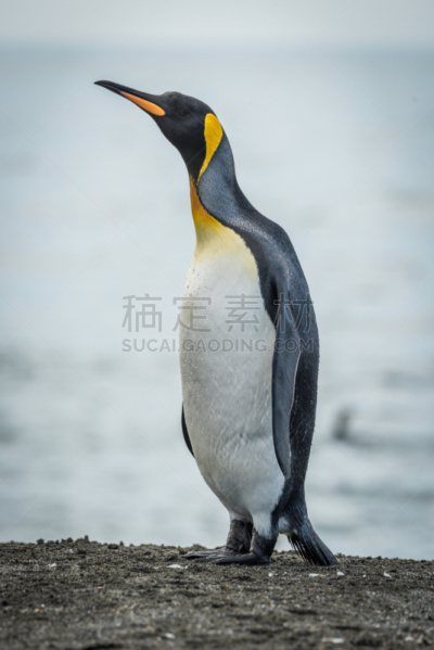 沙子,帝企鹅,海滩,颈,圣安德鲁斯海湾,南乔治亚岛,企鹅,自然,垂直画幅,野生动物