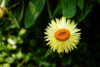 仅一朵花,花头,选择对焦,水平画幅,樱花,无人,目黑河,户外,白色,东京