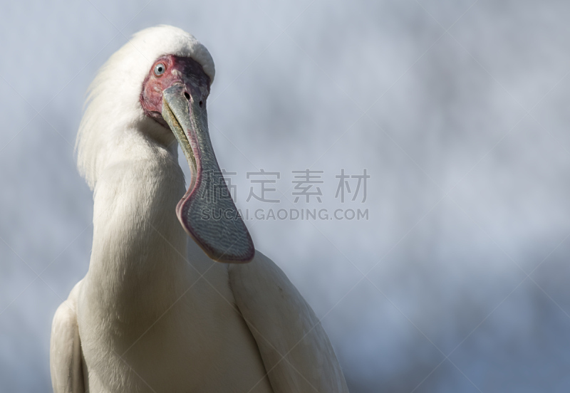 天空,蓝色,鸟类,飘然,白色,平衡折角灯,非洲琵鹭,马达加斯加,自然,机敏