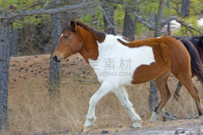 马里兰,野外动物,马,树林,埃萨提岛,沙子,埃萨提岛国家海岸,barrier islands,东海岸,公园