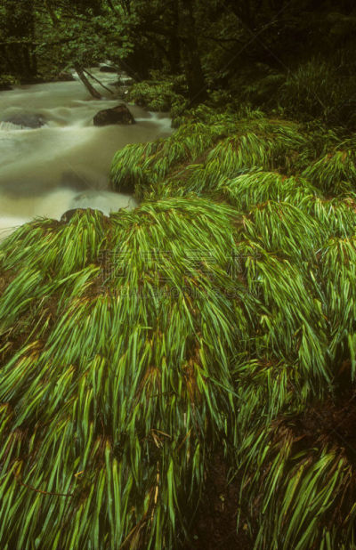 河流,河岸,充满的,垂直画幅,水,康沃尔,无人,户外,碾碎了的,水灾