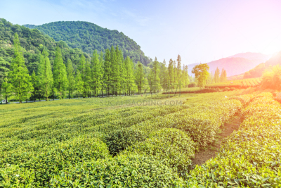 杭州,西湖,日本茶道公园,美,茶树,水平画幅,枝繁叶茂,无人,早晨,夏天