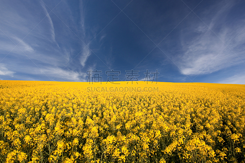 芸苔,农作物,天空,水平画幅,无人,户外,云景,春天,仅天空,黄色