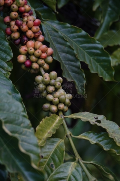 叶子,枝,咖啡豆,农业,熟的,樱桃,色彩鲜艳,色彩饱和,植物,热带树
