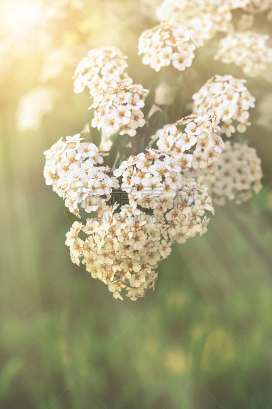 Spiraea x vanhouttei â Van Houtte's spiraea