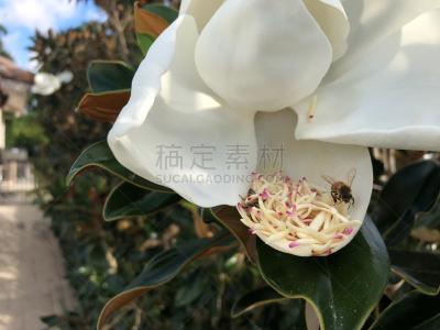 蜜蜂,玉兰类,美,水平画幅,枝繁叶茂,户外,白人,植物,淡水木兰植物,叶子