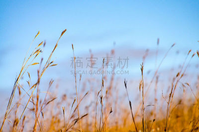 草原,草,加拿大,高大的,水平画幅,马尼托巴湖,九月,户外,阿西尼博因公园,图像