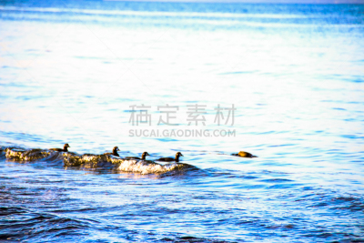 自由,鸭子,混合泳,呷呷叫,树林鸭,中等动物群体,太平洋海岸山脉,温哥华岛,加拿大文明,野鸭