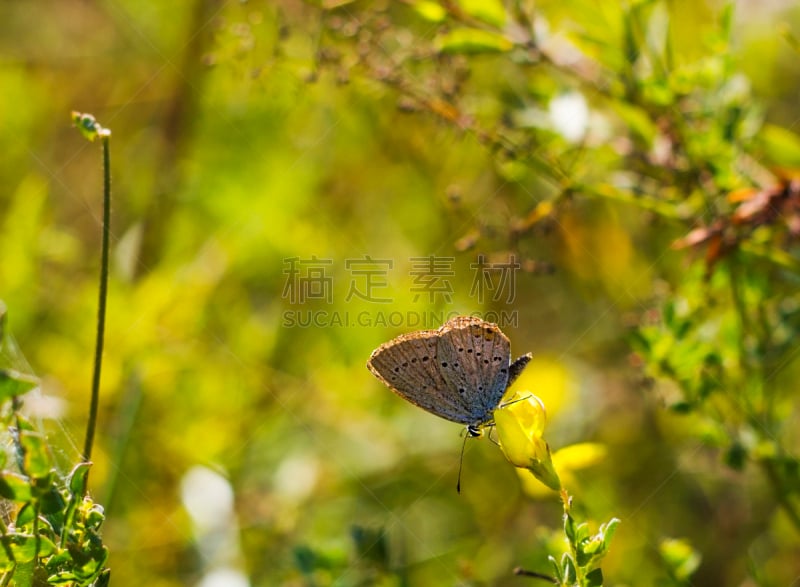 仅一朵花,黄色,侧面视角,蝴蝶,公园,褐色,新的,褐色灰蝶,水平画幅,动物身体部位