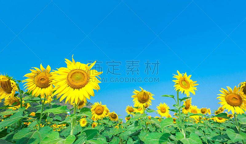 蓝色,向日葵,田地,天空,水平画幅,无人,夏天,户外,特写,泰国