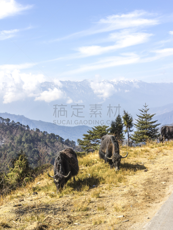 牦牛,喜马拉雅山脉,贾卡尔,普那卡,不丹,垂直画幅,山,雪,巨大的,野外动物