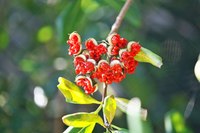 Pittosporum tobira