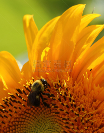 向日葵,蜜蜂,垂直画幅,动物身体部位,夏天,彩色图片,植物学,花粉,花科植物,金色