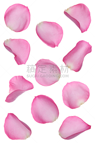 玫瑰花瓣,粉色,花瓣,玫瑰,无人,白色背景,心型,情人节,爱,庆祝