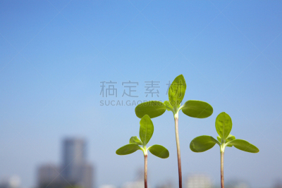 秧苗,摩天大楼,建筑外部,双叶区,呼吸气 ,办公室,天空,水平画幅,无人,特写